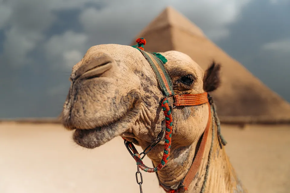 Egypt, photo 19